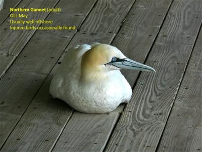 Northern Gannet (adult)