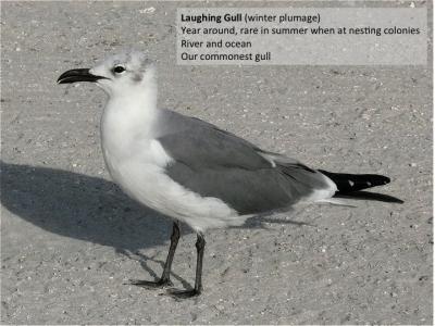 Laughing Gull